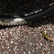 Salamandra plamista na świetnej trasie rowerowej do Morskiego Oka.