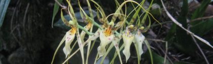Moyobamba – co warto zobaczyć? Gorące źródła i orchidee!